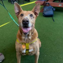 Shelter Stray Male Dog last seen , 361 S Raymond Ave, Pasadena, CA 91105, USA