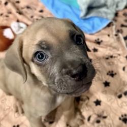 Shelter Stray Male Dog last seen , 3612 11th Ave, Los Angeles, CA 90018, USA