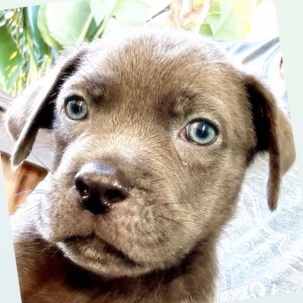 Shelter Stray Male Dog last seen , 3612 11th Ave, Los Angeles, CA 90018, USA