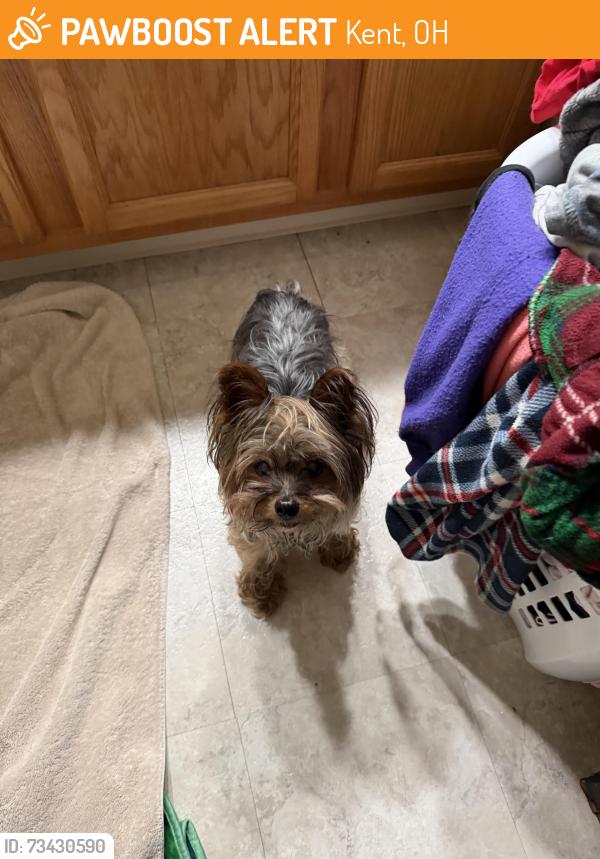 Found/Stray Male Dog last seen by the canes and dollar store, Kent, OH 44240