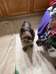 Found/Stray Male Dog last seen by the canes and dollar store, Kent, OH 44240