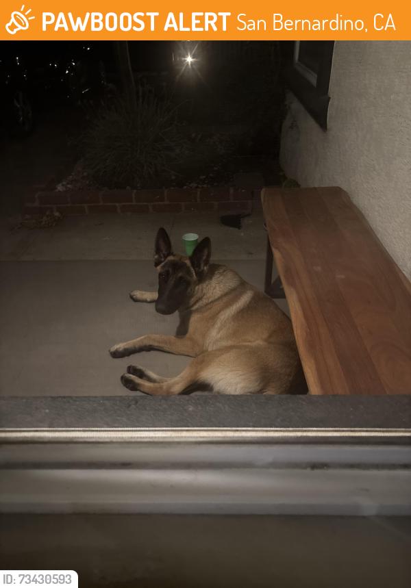 Found/Stray Male Dog last seen 5th street, San Bernardino, CA 92411