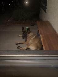 Found/Stray Male Dog last seen 5th street, San Bernardino, CA 92411