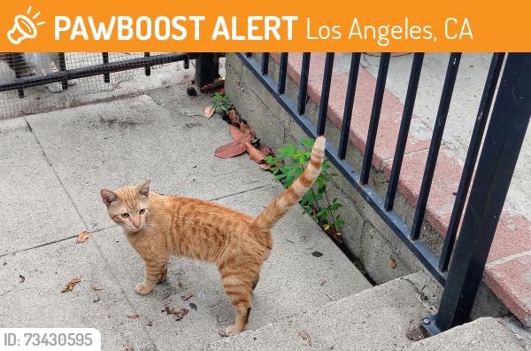 Found/Stray Male Cat last seen 32nd Street and San Pedro, Los Angeles, CA 90007