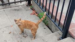 Found/Stray Male Cat last seen 32nd Street and San Pedro, Los Angeles, CA 90007