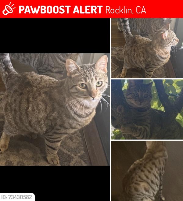 Lost Male Cat last seen S Grove St, 1 street from Rocklin Cemetery, Rocklin, CA 95677