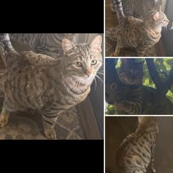 Lost Male Cat last seen S Grove St, 1 street from Rocklin Cemetery, Rocklin, CA 95677