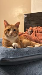 Reunited Male Cat last seen Near Woodward Ave, Bell, CA 90201, USA, Bell, CA 90201