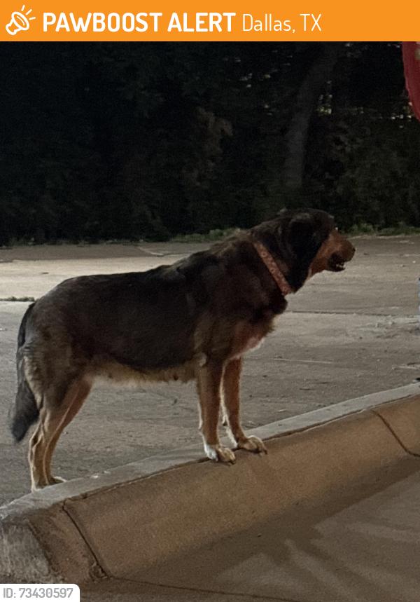 Found/Stray Female Dog last seen M2 rivera restaurant, Dallas, TX 75203