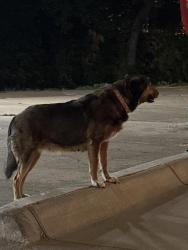 Found/Stray Female Dog last seen M2 rivera restaurant, Dallas, TX 75203