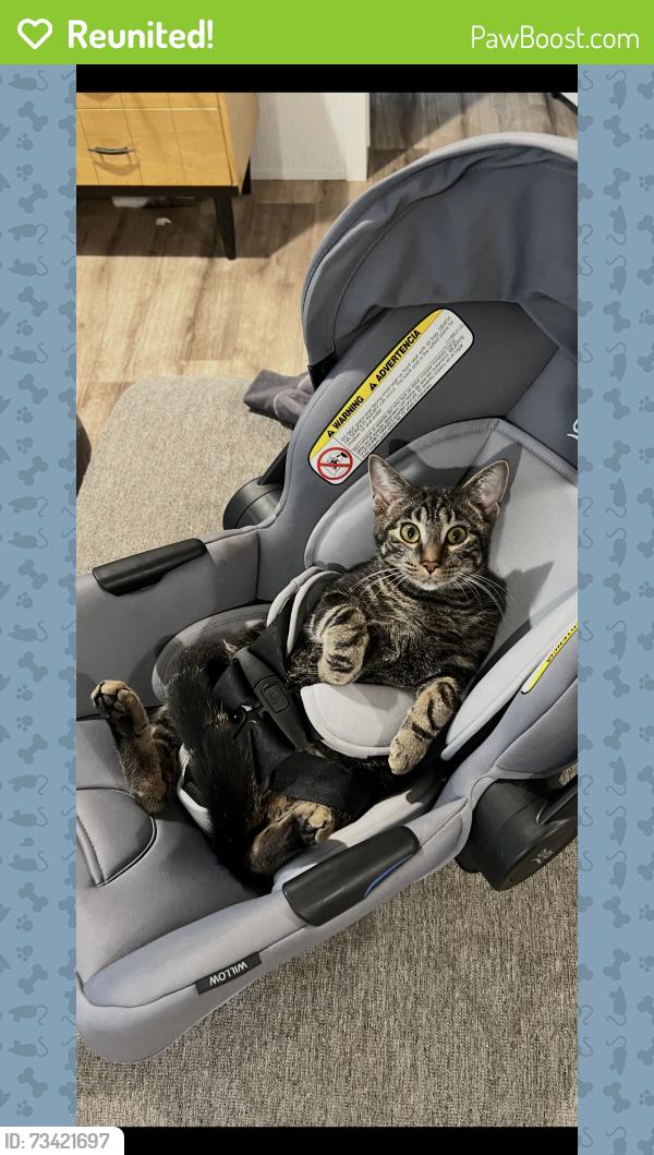 Reunited Male Cat last seen Round table way, Thonotosassa, FL 33592
