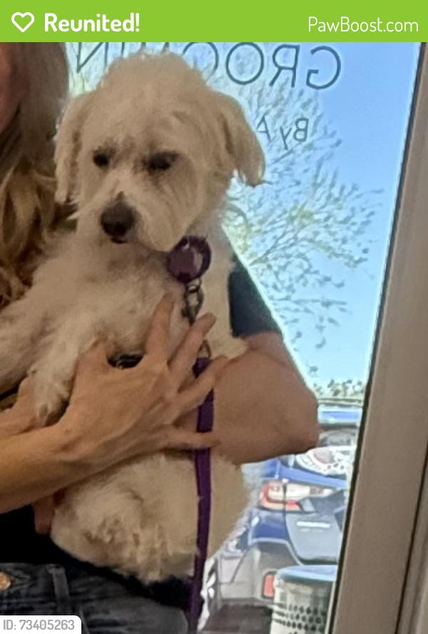 Reunited Male Dog last seen Petsmart, Mesa, AZ 85209