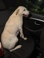 Found/Stray Male Dog last seen Double churches rd, Columbus, GA 31904
