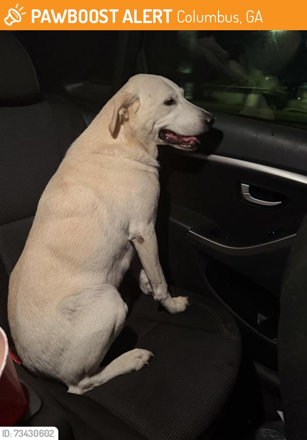 Found/Stray Male Dog last seen Double churches rd, Columbus, GA 31904