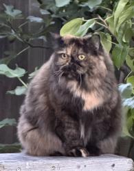 Lost Female Cat last seen Near Ave & 156 St., Fraser Heights, Surrey, BC, Surrey, BC V3R 6H1