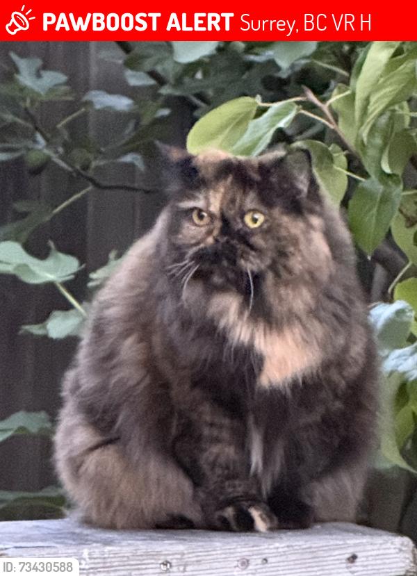 Lost Female Cat last seen Near Ave & 156 St., Fraser Heights, Surrey, BC, Surrey, BC V3R 6H1
