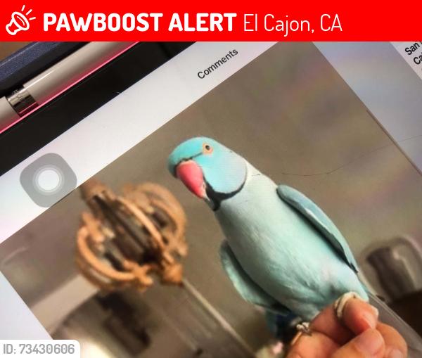 Lost Male Bird last seen Chase Ave flew around to Grossmont Ave, El Cajon, CA 92020