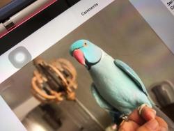 Lost Male Bird last seen Chase Ave flew around to Grossmont Ave, El Cajon, CA 92020