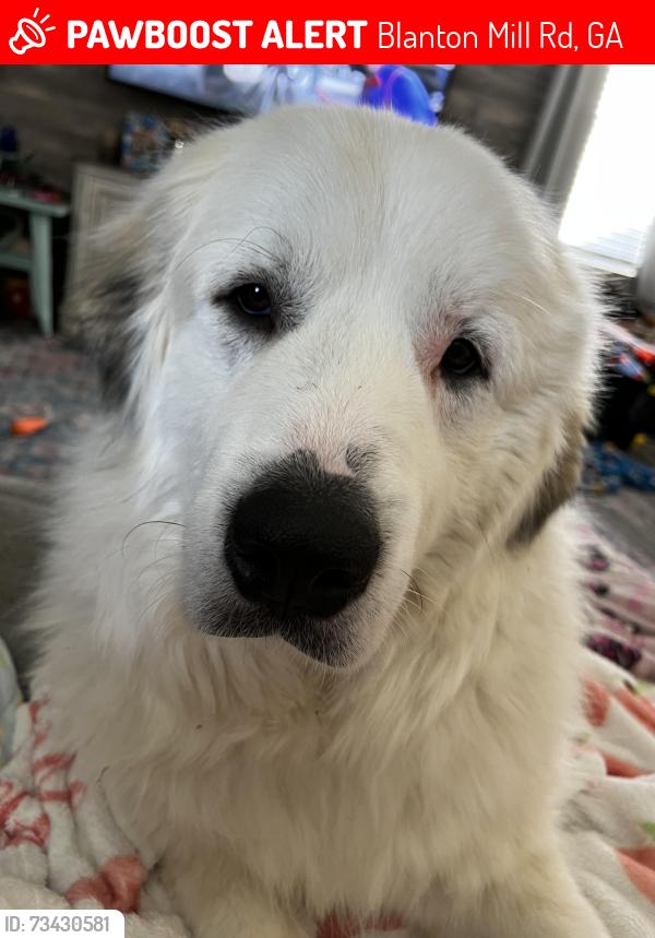 Lost Male Dog last seen Highway 16, Blanton Mill Rd, GA 30205