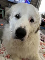 Lost Male Dog last seen Highway 16, Blanton Mill Rd, GA 30205