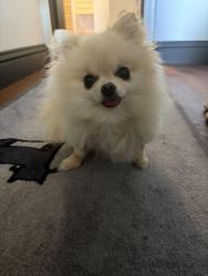 Reunited Female Dog last seen Last seen on Hillside Road, just off Murray ave, by Echo Lane, in front of Edgewood Road, Larchmont, NY 10538
