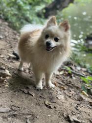 Reunited Male Dog last seen Martín Luther & S Beaman St, Washington, DC 20032