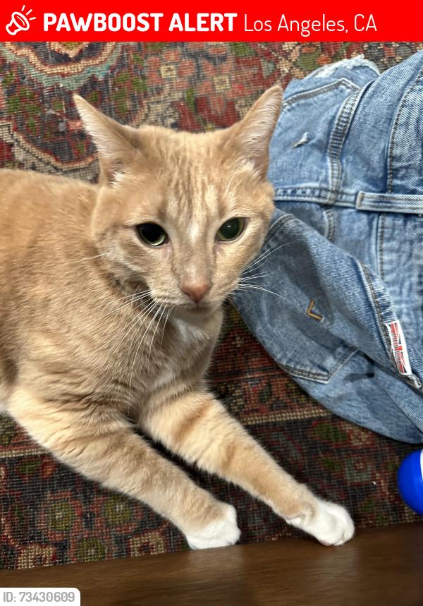 Lost Male Cat last seen Via Sansovino and Via Donatello, Los Angeles, CA 91326