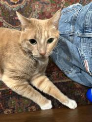 Lost Male Cat last seen Via Sansovino and Via Donatello, Los Angeles, CA 91326