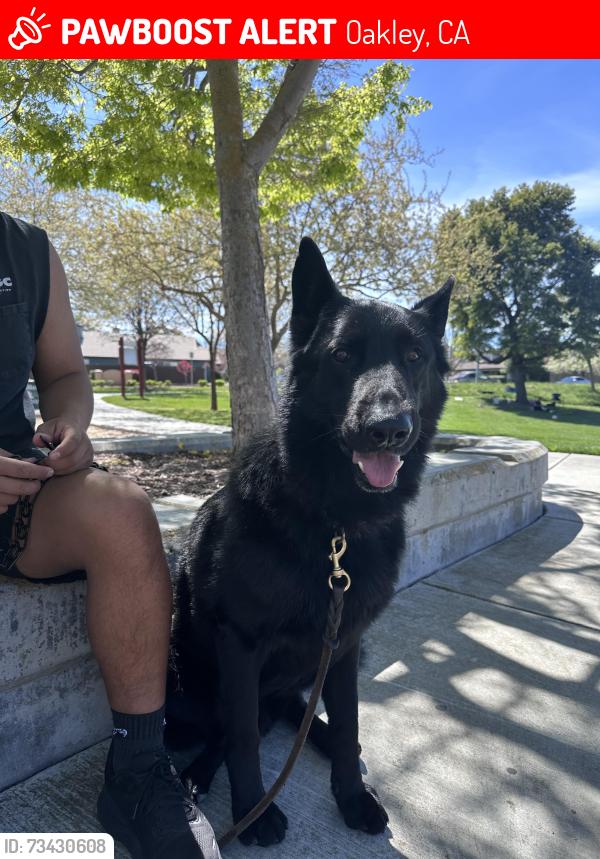 Lost Male Dog last seen Laurel & O’Hara ave, Oakley, CA 94561