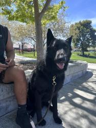 Lost Male Dog last seen Laurel & O’Hara ave, Oakley, CA 94561
