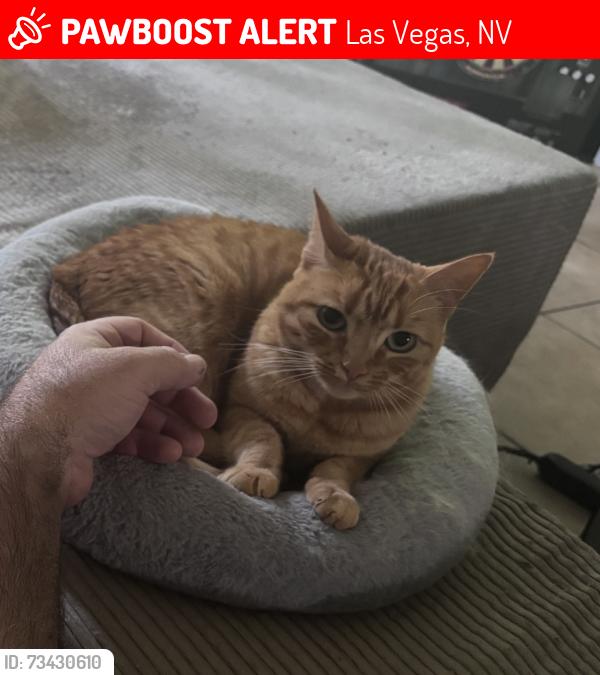 Lost Female Cat last seen West percussion, Las Vegas, NV 89139