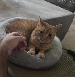 Lost Female Cat last seen West percussion, Las Vegas, NV 89139