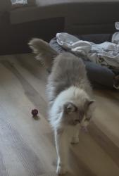 Lost Male Cat last seen Near Kettledrum st., Las Vegas, NV 89139