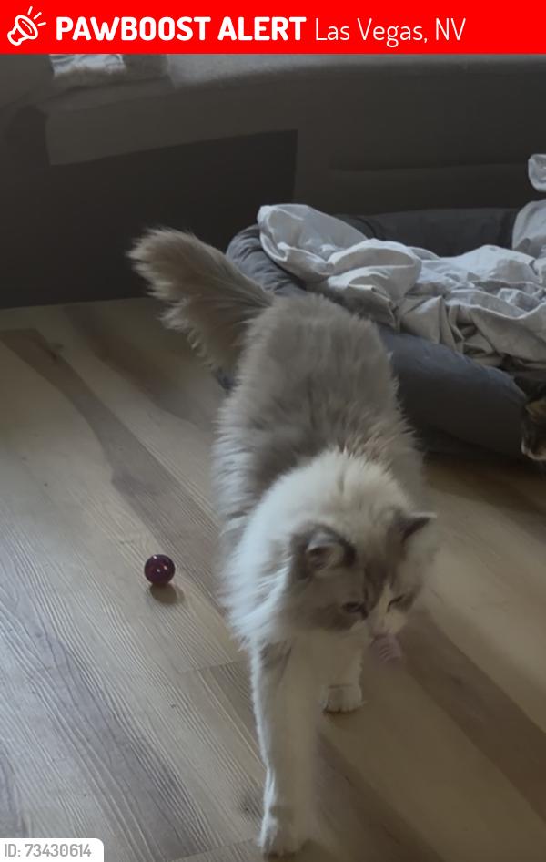 Lost Male Cat last seen Near Kettledrum st., Las Vegas, NV 89139