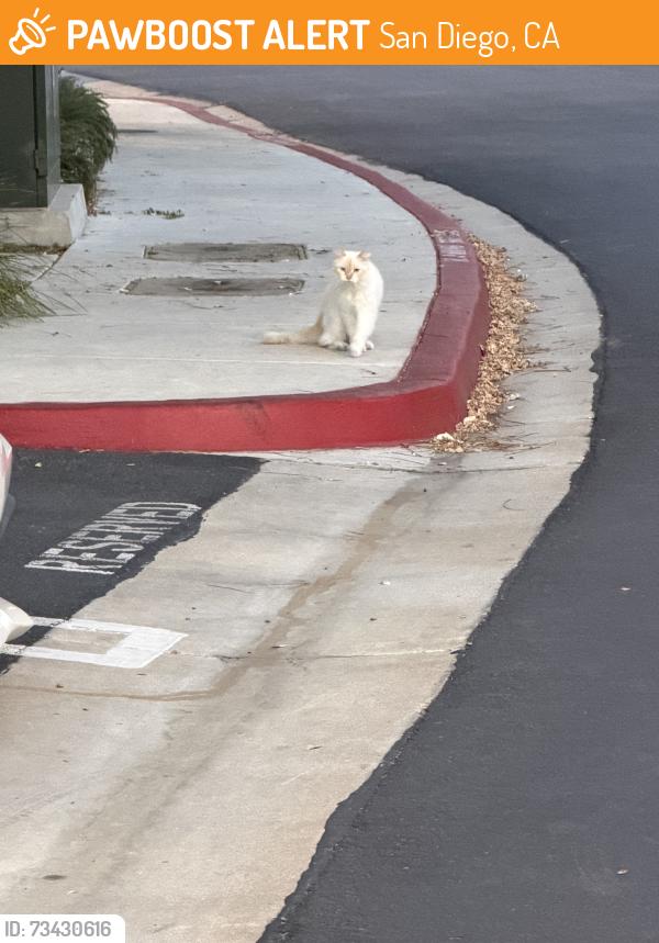 Found/Stray Unknown Cat last seen Carmel Mountain Road, San Diego, CA 92129