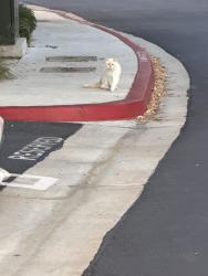 Found/Stray Unknown Cat last seen Carmel Mountain Road, San Diego, CA 92129