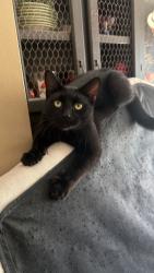 Lost Male Cat last seen Country club and, Blue Springs, MO 64014