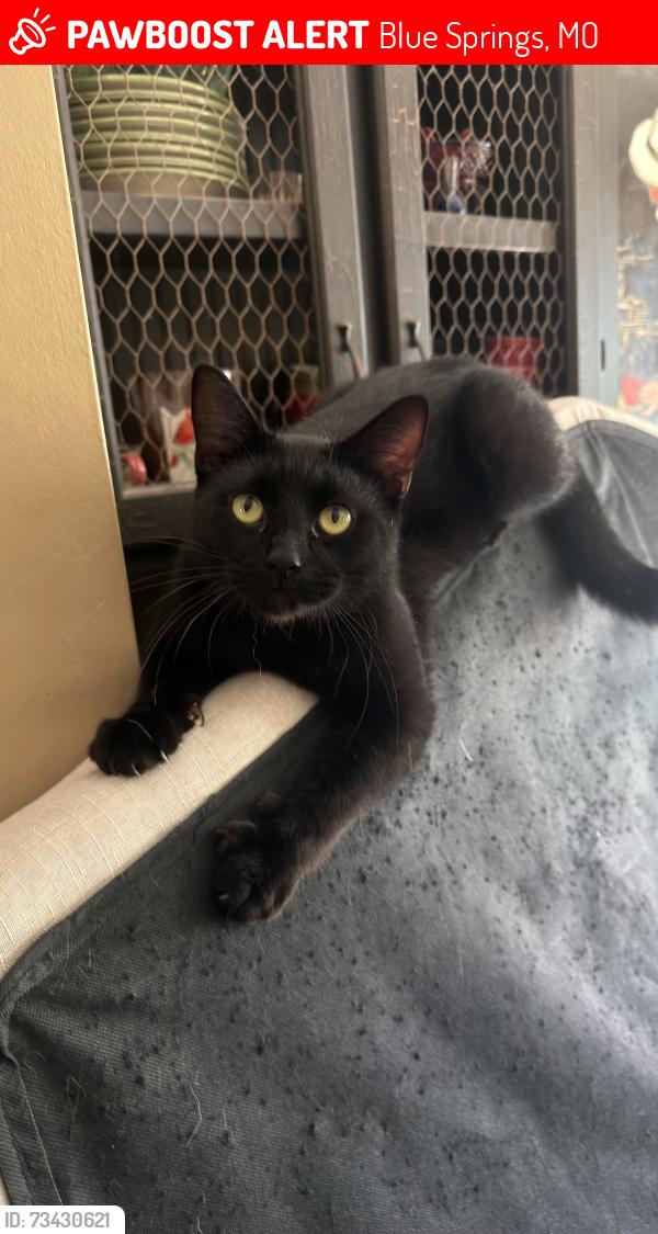 Lost Male Cat last seen Country club and, Blue Springs, MO 64014