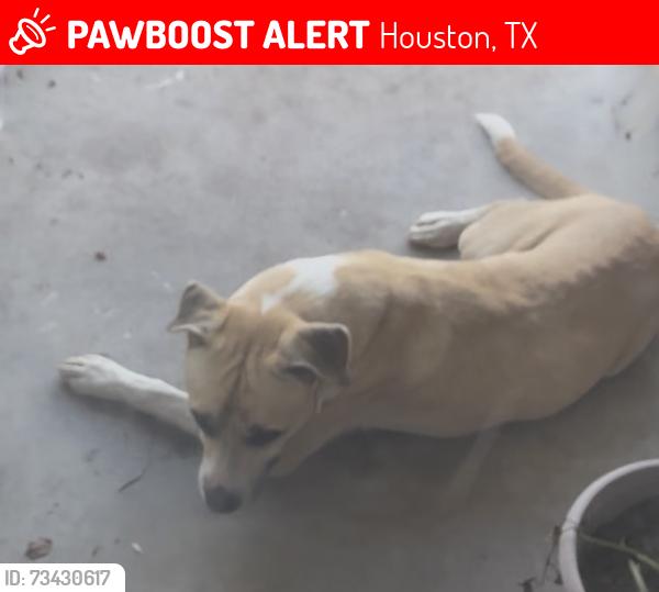 Lost Male Dog last seen W Gulf bank rd, Houston, TX 77088