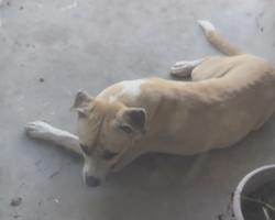 Lost Male Dog last seen W Gulf bank rd, Houston, TX 77088