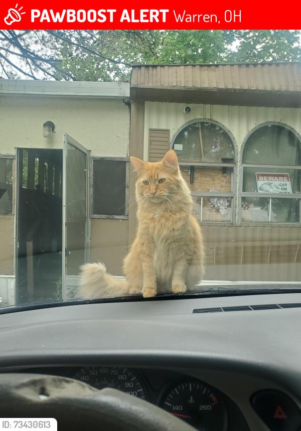 Lost Male Cat last seen Brentwood manor trailer park., Warren, OH 44484