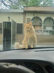 Lost Male Cat last seen Brentwood manor trailer park., Warren, OH 44484