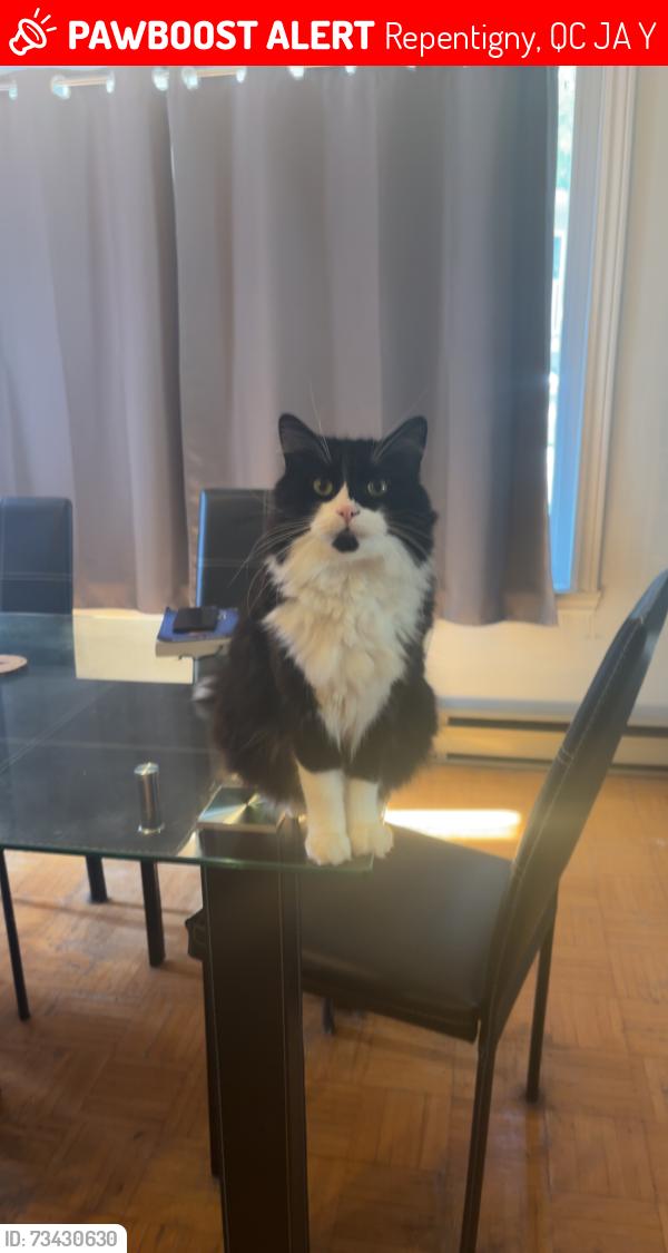 Lost Male Cat last seen Home, Repentigny, QC J6A 5Y4