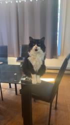 Lost Male Cat last seen Home, Repentigny, QC J6A 5Y4