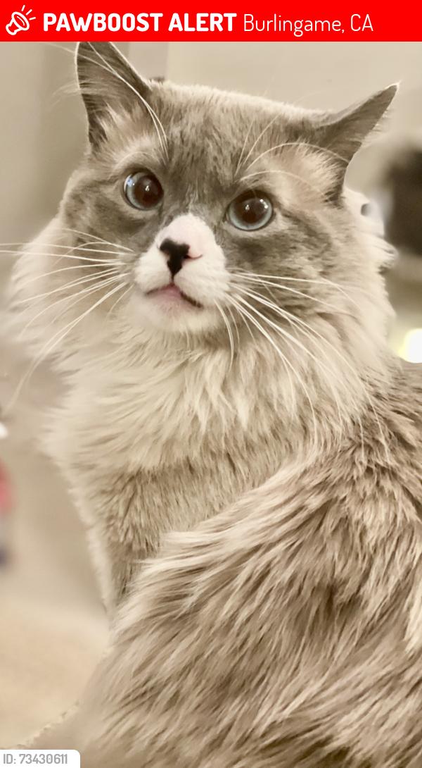 Lost Male Cat last seen El Camino, Burlingame, CA 94010