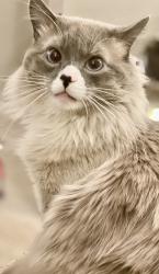 Lost Male Cat last seen El Camino, Burlingame, CA 94010