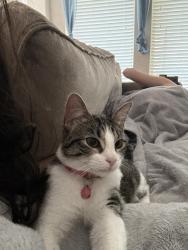 Lost Female Cat last seen Cedar Berry Ln, San Antonio, TX 78255