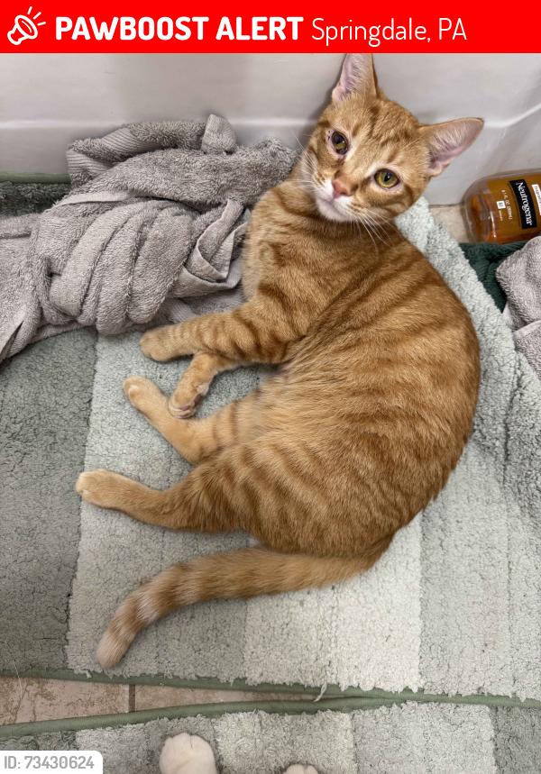 Lost Male Cat last seen Last seen at the crossing of Walnut and Chestnut street, Springdale, PA 15144