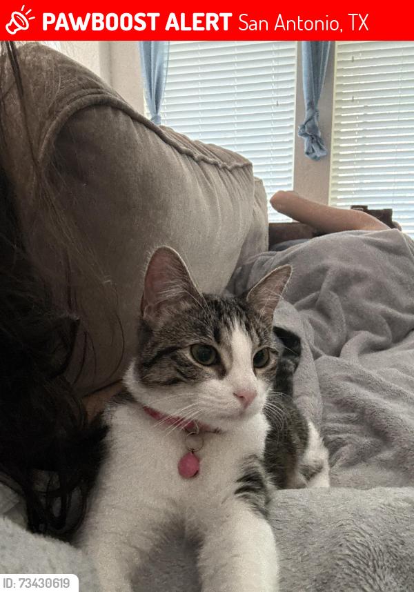 Lost Female Cat last seen Cedar Berry Ln, San Antonio, TX 78255