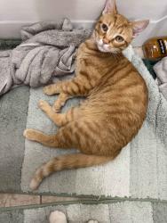 Lost Male Cat last seen Last seen at the crossing of Walnut and Chestnut street, Springdale, PA 15144